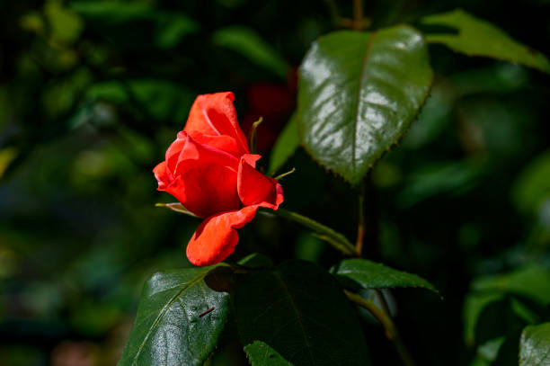 istock Macro shot of a red rose. 2160100124