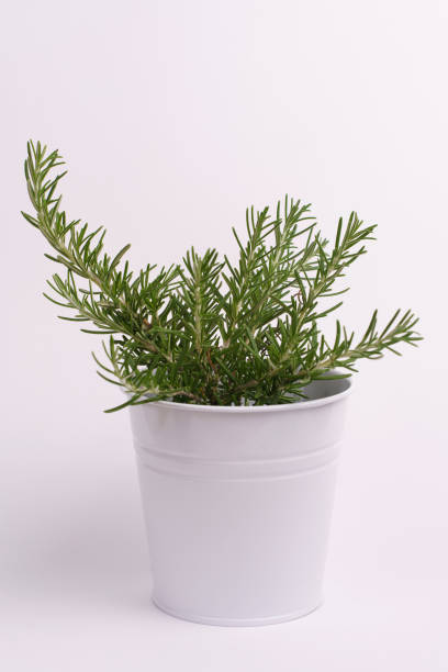 Rosemary plant in a metal pot, with white background.