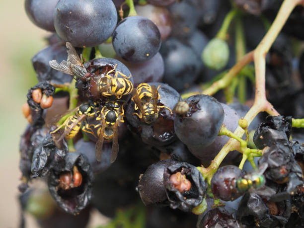 Free picture: fruit, grapes, fly insect, pest, insect, fresh, organic ...