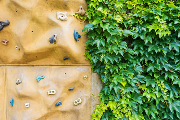 Artificial climbing wall with colorful holds for bouldering and rock climbing training, grape wall
