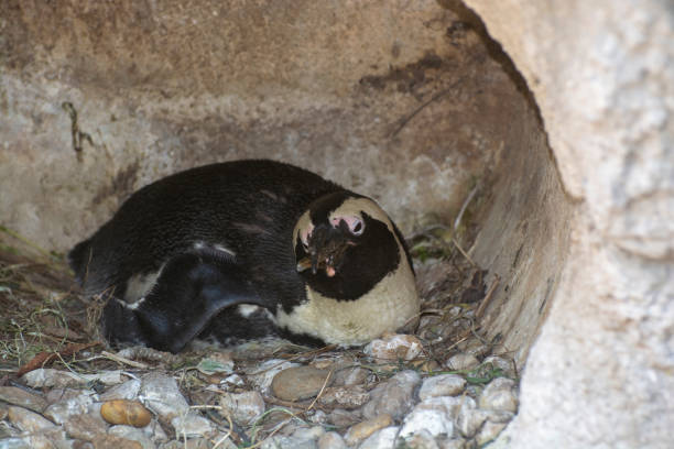 A penguin in its mink holds something edible in its beak. Penguin rests in its mink alone and chews something