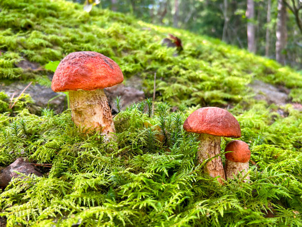 istock Three mushrooms growing in the moss 2160103408