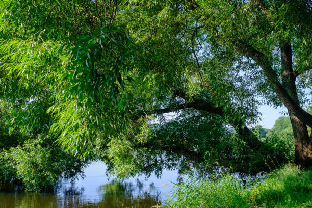 willow with green foliage bending over the water on a summer morning