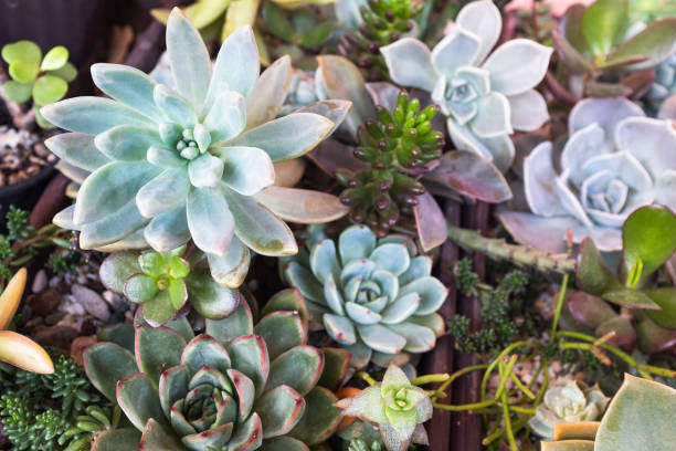 istock Succulent background, selective focus. Composition of colorful succulents for publication, poster, calendar, post, screensaver, wallpaper, cover, website. High quality photo 2160104851