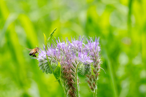 istock Honey bee flying around phacelia 2160107062