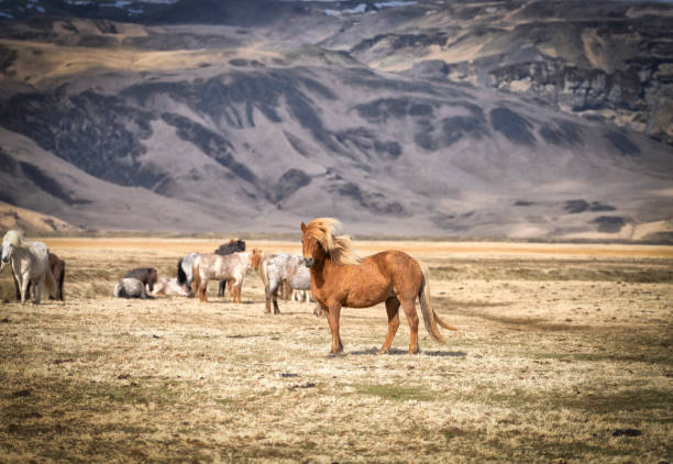 Portrait of horsesstanding on field against sky, South Iceland