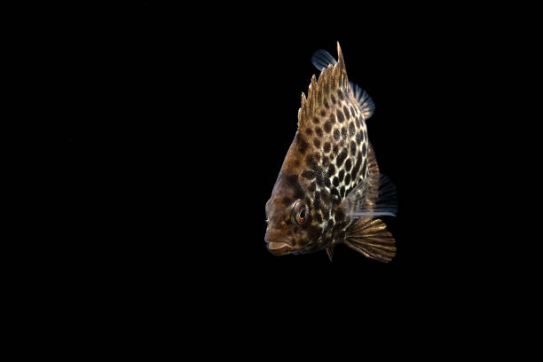 istock Spotted knifejaw (Oplegnathus punctatus) juvenile 2160108481
