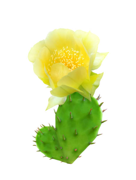 istock Flowering opuntia cactus isolated on white 2160108927