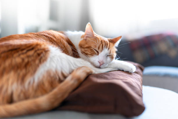 istock brown and white cat with yellow eyes lying on a pillow 2160109001