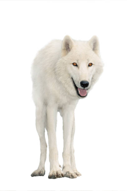 arctic wolf in winter