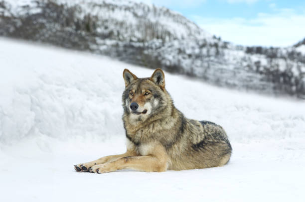 istock gray wolf lying on the snow in winter 2160109377