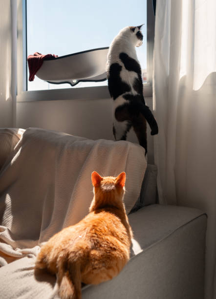 istock two domestic cats by the window at sunset 2160109565