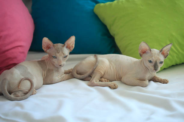 Portrait of cute sphinx cat