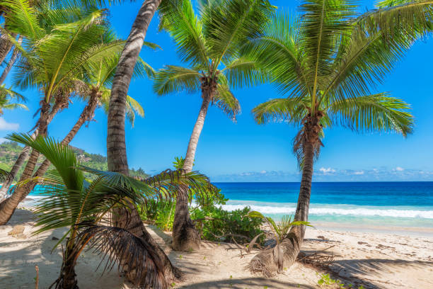 istock Tropical beach with palm trees in exotic island. 2160114380