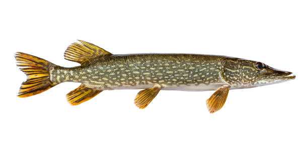 istock Fresh caught northern pike isolated on a white background 2160115537