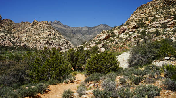 istock Red Rock Canyon Petroglyphs 2160116040
