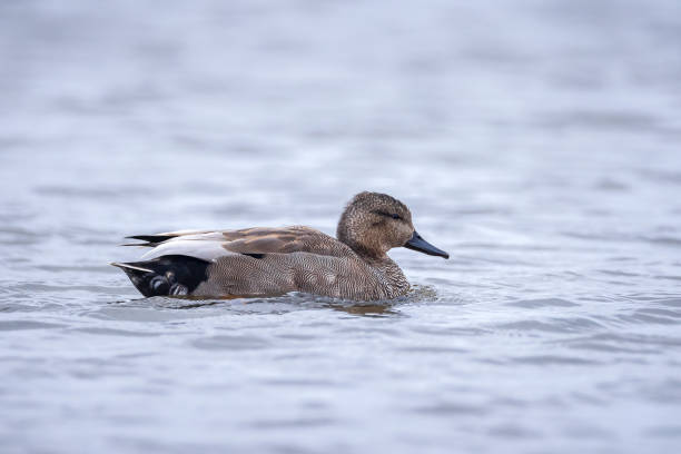 istock Swimming gadwall, Mareca strepera, duck, portrait 2160118479