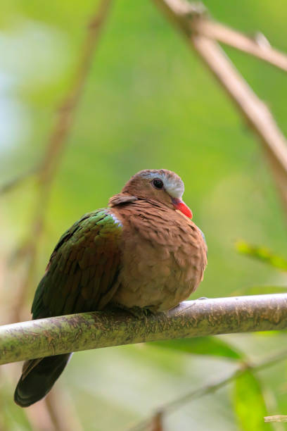 istock common emerald dove, Asian emerald dove, or grey-capped emerald dove Chalcophaps indica perched 2160118531