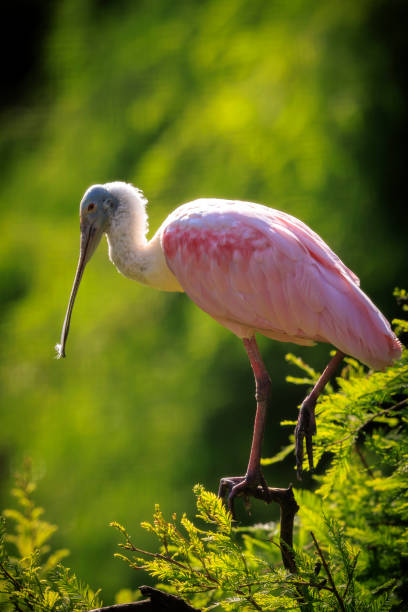 istock Closeup of a Roseate spoonbill Platalea ajaja perched in a tree 2160118532