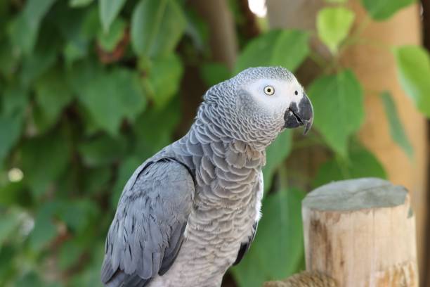 istock Timneh African Gray parrot standing on wood 2160118690