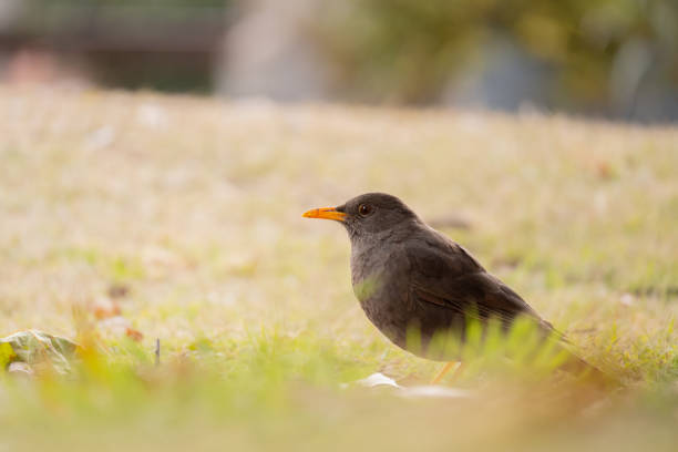 istock Female thrush feeding in a park. 2160118876