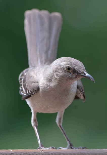 istock A Northern Mockingbird on the backyard deck 2160118897