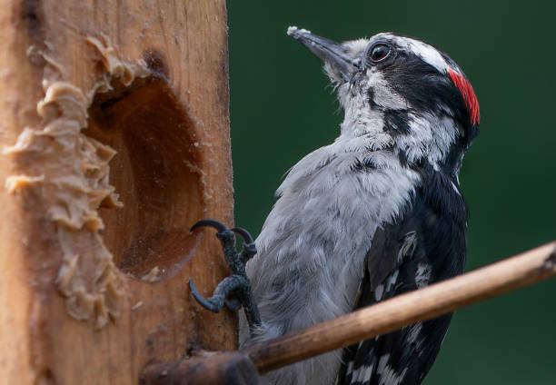 istock A little Woodpecker on the backyard deck 2160118901
