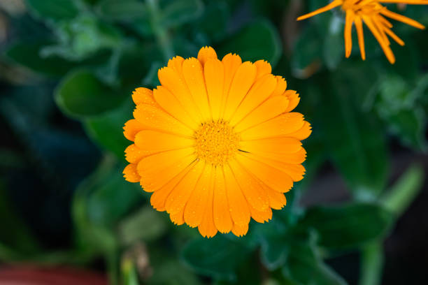Orange flower of gerbera jamesonii
