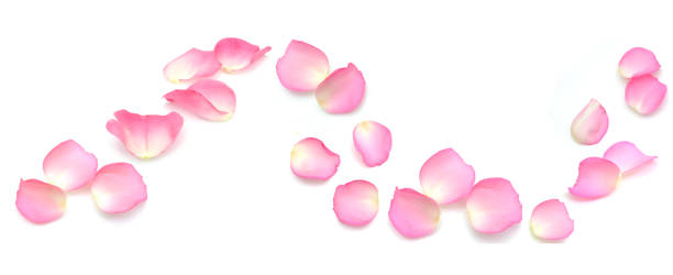 Pink rose petals on chain
