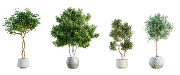 istock Set of various trees in terracotta pots isolated on transparent background. 3D render. 2160120307