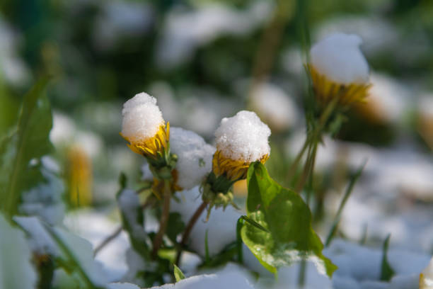 Close-up side view of beautiful yellow dandellion flower covered with fresh white snow on green grass meadow. Soft focus. Beauty in nature. Weather anomaly and climate change theme.