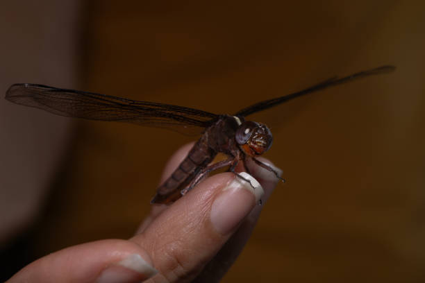 Dragonfly on a woman's fingers