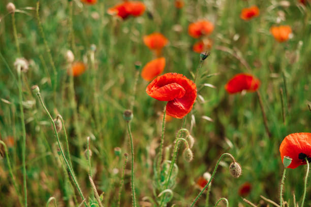 Sunset over poppy field on countryside. Selective focus.