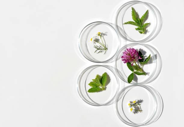 istock Petri dishes with various kinds of herbs 2160122047