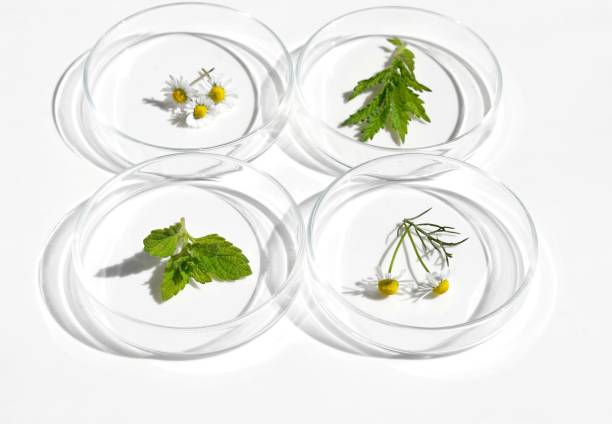 istock Petri dishes with various kinds of herbs 2160122049