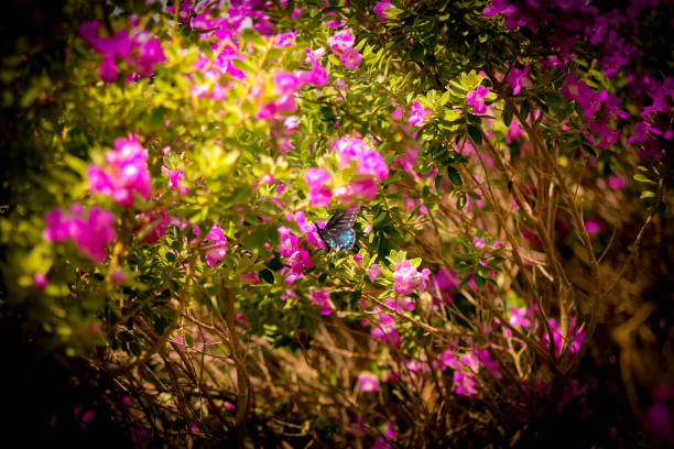 black and blue butterfly taking nectar from sage blooms, San Antonio, Texas, USA