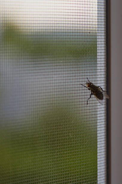 Large fly lands on protective mosquito netting on window, home insect protection, insects in the house, insect extermination