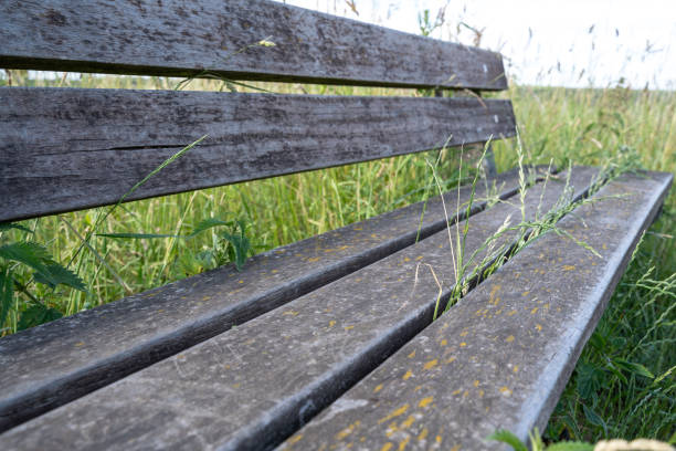 Bench made of tree trunk in the forest
