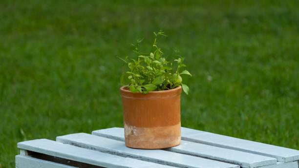 istock Young Plant in Terracotta Pot on Table 2160125261