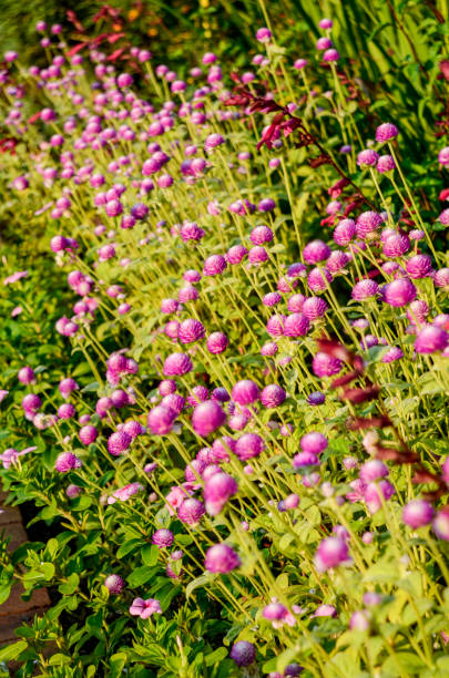 istock Beautiful pink Globe Amaranth flower blooming in garden 2160125346