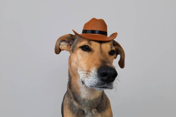 istock Rescue dog Portrait 2160125499