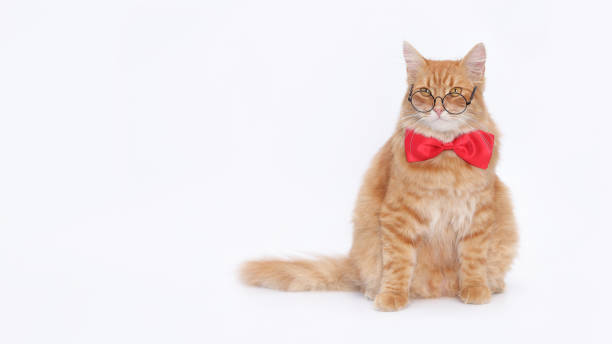 istock Smart cat. Orange cat wearing glasses and red bow tie. 2160125896