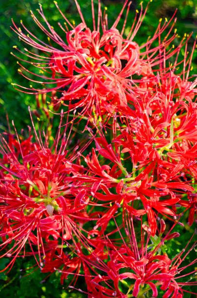Spider Lily ( Lycoris radiata):Late Summer Blossoms in the Backyard Garden. Spider lily, also called Hurricane lily and Surprise lily, is a perennial bulb that blooms in September. Spider lily is called Autumn Equinox Flower in Japan, because it normally blooms around the Autumn Equinox.