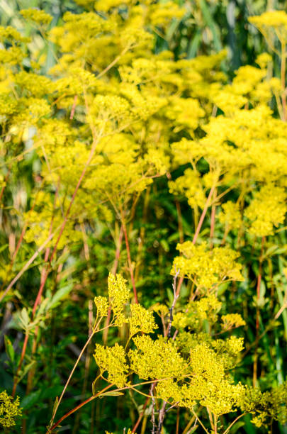 Yellow Patrinia (Patrinia scabiosifolia): Late Summer Blossoms in the Backyard Garden