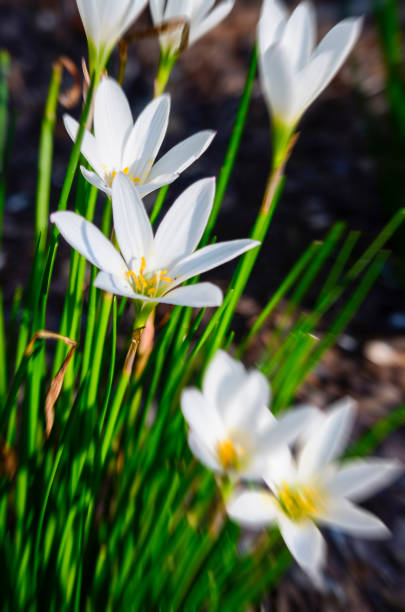 Lilium longiflorum, commonly known as trumpet lily, and also called the Easter lily, features large, fragrant, outward-facing, trumpet-shaped, pure white flowers that bloom in June-August (Easter lilies that are in bloom on Easter have been forced) on rigid stems rising 24-36\