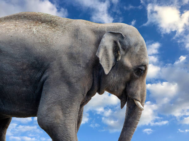 istock Adult Asian Elephant Against a Blue Sky with Clouds 2160127283
