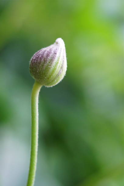 Background with anemone bud; Eriocapitella tomentosa