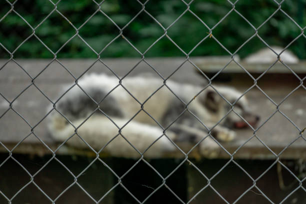wild white arctic fox lying in the heat in a cage. sad closed blurry fox behind sharp bars. wild animal on a leash.