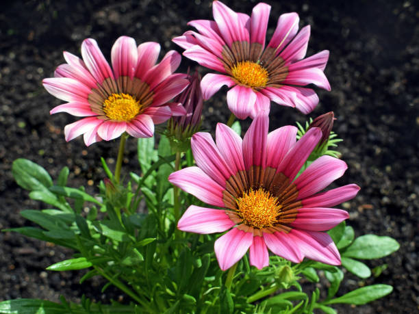 Beautiful gazania flower