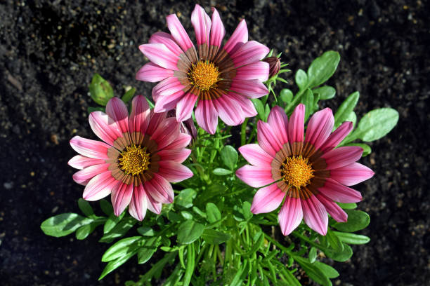 istock Beautiful gazania flower 2160129793